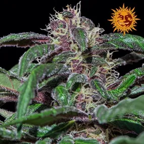 SEE058: Ayahuasca Purple FEM 5 Seeds